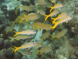 Grunts and Goatfish IMG 5441